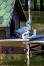 Goose family in a house on the water Royalty Free Stock Photo