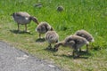 Goose family, mother graylag goose and her chicks Royalty Free Stock Photo