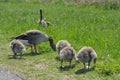 Goose family, mother graylag goose and her chicks Royalty Free Stock Photo