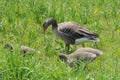 Goose family, mother graylag goose and her chicks Royalty Free Stock Photo