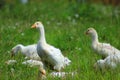 Goose family Royalty Free Stock Photo