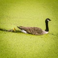 Goose family in the park of London. Bird portrait.