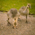 Goose family in the park of London. Bird portrait.