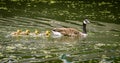 Goose family in the park of London. Bird portrait.