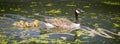 Goose family in the park of London. Bird portrait.