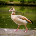 Goose family in the park of London. Bird portrait.