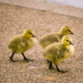 Goose family in the park of London. Bird portrait.