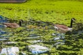 Goose family in the park of London. Bird portrait.