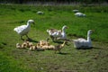 Goose family on the pasture. Adults guard babies