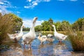 Goose family in pond on suny day.