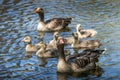 Goose family swimming on a beautiful blue lake Royalty Free Stock Photo