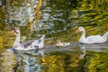 Goose family is swimming in the water Royalty Free Stock Photo