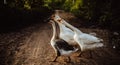 Goose Family Walking in Natural Rice Field Royalty Free Stock Photo