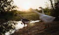 Goose Family Walking in Natural Rice Field Royalty Free Stock Photo