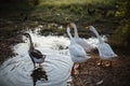 Goose Family Walking in Natural Rice Field Royalty Free Stock Photo