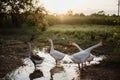 Goose Family Walking in Natural Rice Field