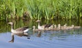 Goose family in water of canal on spring day near meadow Royalty Free Stock Photo