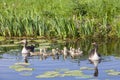 Goose family in water of canal on spring day Royalty Free Stock Photo