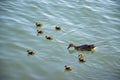 Goose family in water Royalty Free Stock Photo