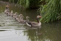 Goose family in water Royalty Free Stock Photo