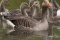 Goose family in water Royalty Free Stock Photo