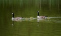 Goose Family On Water Royalty Free Stock Photo