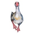 Goose farm animal isolated. Watercolor background illustration set. Isolated goose illustration element. Royalty Free Stock Photo