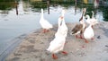 A flock of domestic geese walking along near the lake Royalty Free Stock Photo