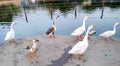 A flock of domestic geese walking along near the lake Royalty Free Stock Photo