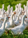 Group of geese with a rebel inside