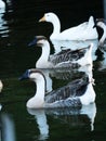 Goose Royalty Free Stock Photo