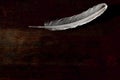 A goose feather on an aged antique dark old wood background. Quill pen for writing. Violet textile. The concept of Royalty Free Stock Photo