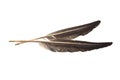 Goose feather isolated on white background Royalty Free Stock Photo