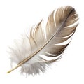 Goose feather isolated on white background Royalty Free Stock Photo