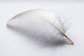 Goose feather on white table