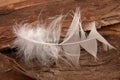 Goose feather