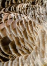 Goose Feathers Royalty Free Stock Photo