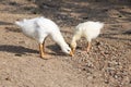 Goose feeding itself as naturelife in open farming Royalty Free Stock Photo