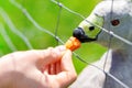 Goose feeding. Woman`s hand gives a carrot to a blunt beak goose Royalty Free Stock Photo