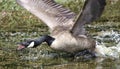 Angry mother Canada Goose charging, Walton County Georgia Royalty Free Stock Photo