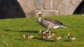 Goose with five goslings on a green meadow - anser anser
