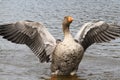 Goose flapping wings. Royalty Free Stock Photo