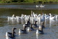 Goose flight with leader. Royalty Free Stock Photo