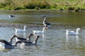 Goose flight with leader. Royalty Free Stock Photo