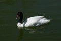 Goose floating in a Lake Royalty Free Stock Photo