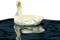 Goose floating on water vector Royalty Free Stock Photo