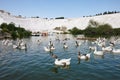 Goose flock in Pamukkale park in Turkey