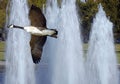 goose flying behind a water fall nature Royalty Free Stock Photo
