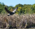 Goose Flying Over the Marsh Royalty Free Stock Photo