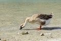 The goose on freshwater lake Kournas. Crete. Greec